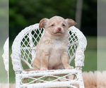 Small Photo #20 Chihuahua Puppy For Sale in WARSAW, IN, USA