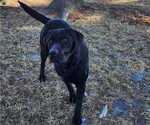 Small Photo #1 Labrador Retriever Puppy For Sale in BARRON, WI, USA
