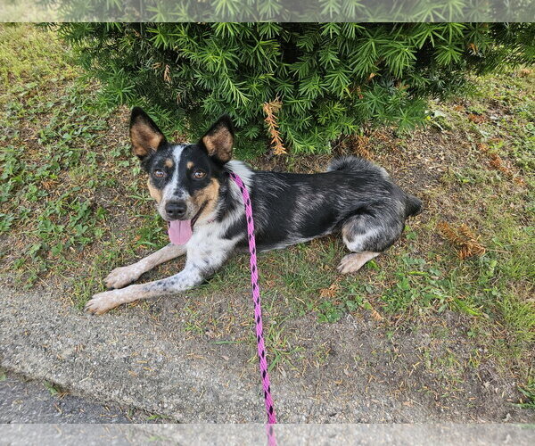 Medium Photo #3 Mutt Puppy For Sale in Garden City, NY, USA