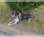 Small #2 Mutt