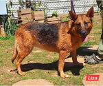 Small #3 German Shepherd Dog Mix