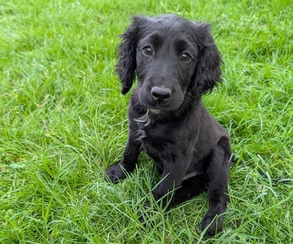 Medium Photo #1 Boykin Spaniel-Goldendoodle Mix Puppy For Sale in MORGANTON, NC, USA
