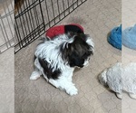 Small #4 ShihPoo