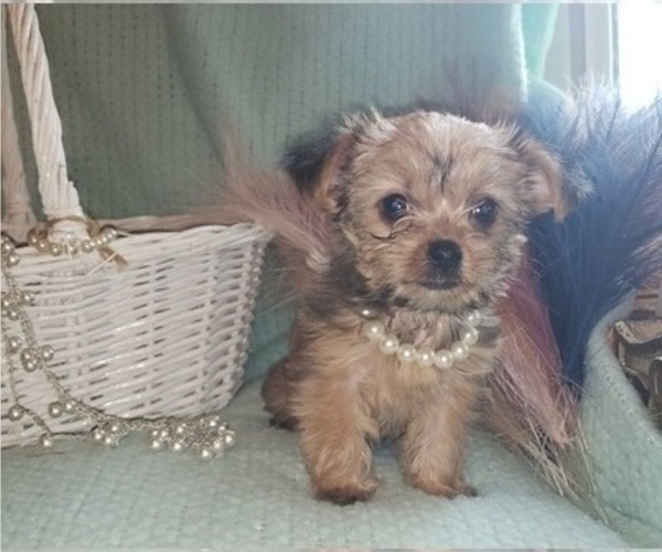 Medium Photo #2 Shorkie Tzu Puppy For Sale in NEVADA, TX, USA