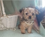 Small Photo #2 Shorkie Tzu Puppy For Sale in NEVADA, TX, USA