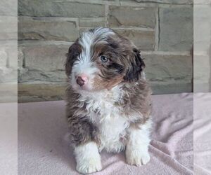 Bernedoodle Puppy for sale in FREDONIA, PA, USA