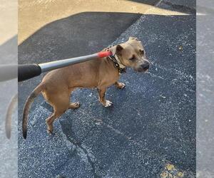 American Pit Bull Terrier-Unknown Mix Dogs for adoption in St. Cloud, FL, USA