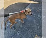 Small American Pit Bull Terrier Mix