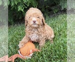 Small #3 Poodle (Miniature)