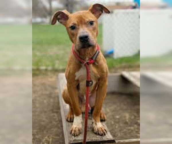 Medium Photo #9 Mutt Puppy For Sale in Crete, IL, USA