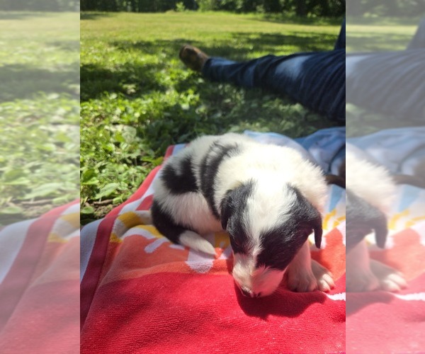 Medium Photo #4 Border Collie Puppy For Sale in LEBANON, MO, USA