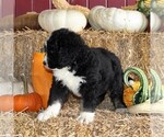 Small Photo #2 Bernedoodle Puppy For Sale in MANHEIM, PA, USA
