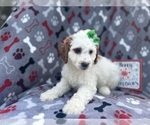Small Photo #2 Cock-A-Poo Puppy For Sale in LAKELAND, FL, USA