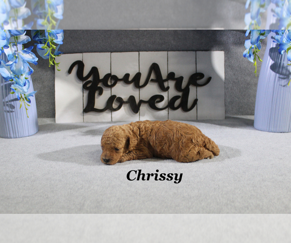 Medium Photo #4 Poodle (Toy) Puppy For Sale in CHANUTE, KS, USA