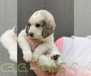 Great Pyrenees Puppy for sale in RUTHERFORDTON, NC, USA