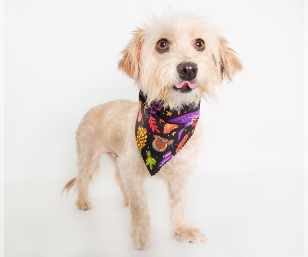 Medium Photo #3 Silky Terrier-Unknown Mix Puppy For Sale in Phoenix, AZ, USA