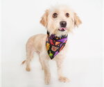 Small Photo #3 Silky Terrier-Unknown Mix Puppy For Sale in Phoenix, AZ, USA