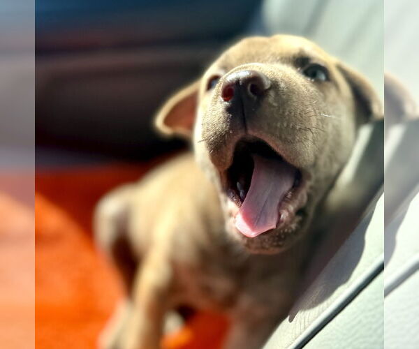 Medium Photo #6 Mutt Puppy For Sale in San Juan Capistrano, CA, USA