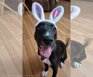 Mutt Dogs for adoption in Germantown, OH, USA