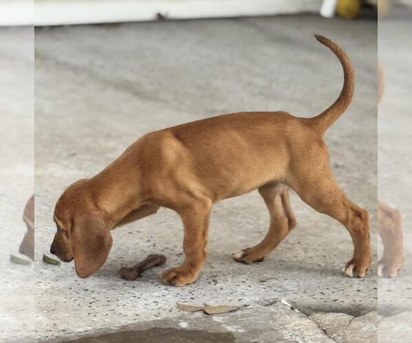 Medium Photo #2 Labbe Puppy For Sale in Yardley, PA, USA