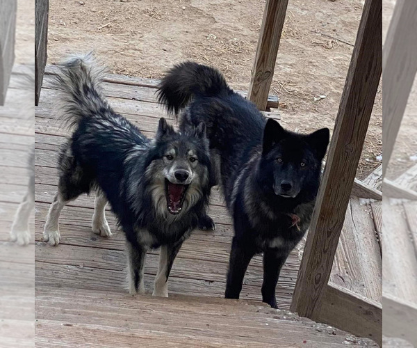 Medium Photo #8 Wolf Hybrid Puppy For Sale in LAMAR, CO, USA