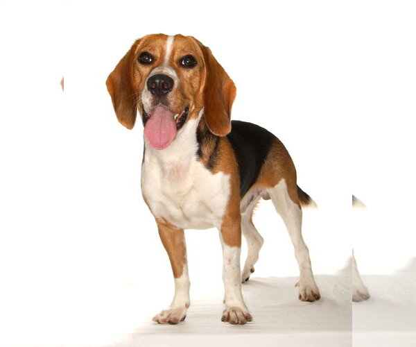 Medium Photo #2 Beagle Puppy For Sale in Oakland Park, FL, USA