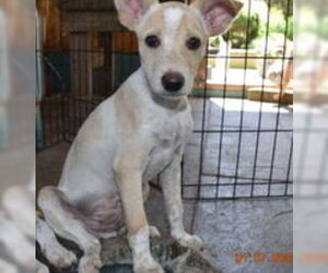 Basenji-Unknown Mix Dogs for adoption in Grafton, WI, USA