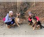 Small Photo #15 German Shepherd Dog Puppy For Sale in HEDGESVILLE, WV, USA
