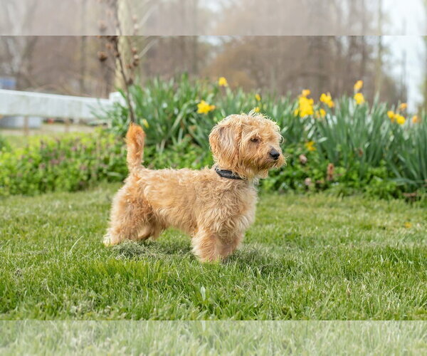 Medium Photo #1 Mutt Puppy For Sale in Landenberg, PA, USA