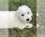 Small #3 Bichon Frise