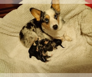 Mother of the Pembroke Welsh Corgi puppies born on 02/15/2022