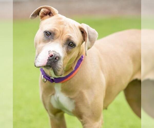 Medium Photo #2 Mutt Puppy For Sale in Camarillo, CA, USA