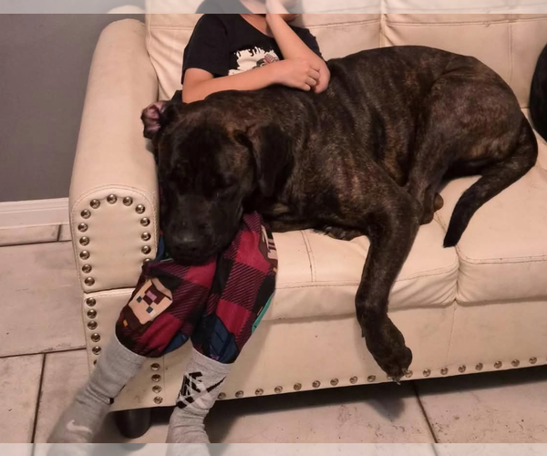 Medium Photo #2 Mutt Puppy For Sale in Kankakee, IL, USA