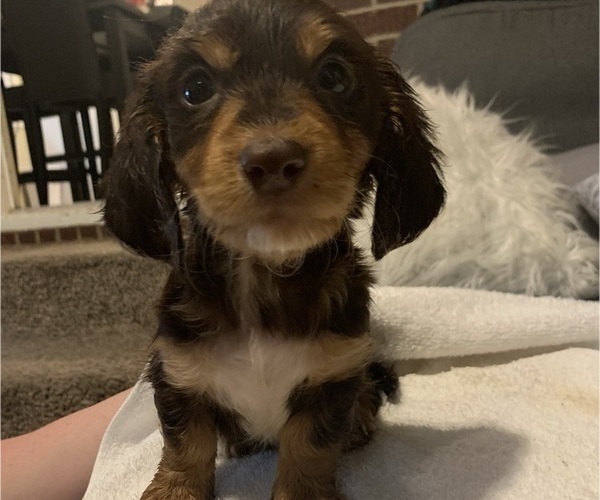 Medium Photo #1 Dachshund Puppy For Sale in LUMBERTON, NC, USA