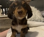 Small Photo #1 Dachshund Puppy For Sale in LUMBERTON, NC, USA