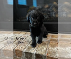 Golden Labrador Puppy for sale in TULSA, OK, USA