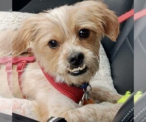 Schweenie Dogs for adoption in Spring Lake, NC, USA