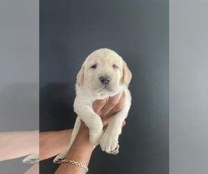 Labrador Retriever Puppy for sale in WEST DADE, FL, USA