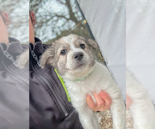 Medium Photo #4 Great Pyrenees-Unknown Mix Puppy For Sale in Oak Bluffs, MA, USA