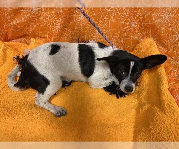Medium Photo #1 Chihuahua-Unknown Mix Puppy For Sale in Modesto, CA, USA