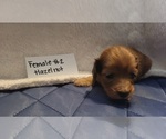 Small Photo #10 Dachshund Puppy For Sale in PINSON, AL, USA