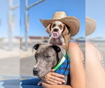 Small #3 American Staffordshire Terrier Mix