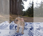 Small #2 French Bulldog