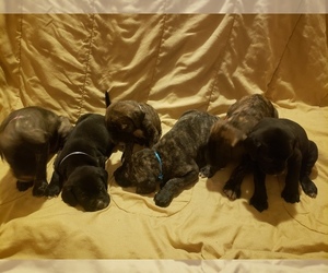 Bullmastiff-Great Dane Mix Puppy for sale in MECHANICSBURG, OH, USA