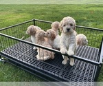 Small #5 Cockapoo (Miniature)