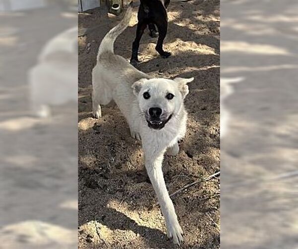 Medium Photo #4 German Shepherd Dog Puppy For Sale in Dana Point, CA, USA