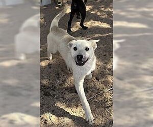 Paisley - Female German Shepherd Dog Dog for Adoption - Photo #4