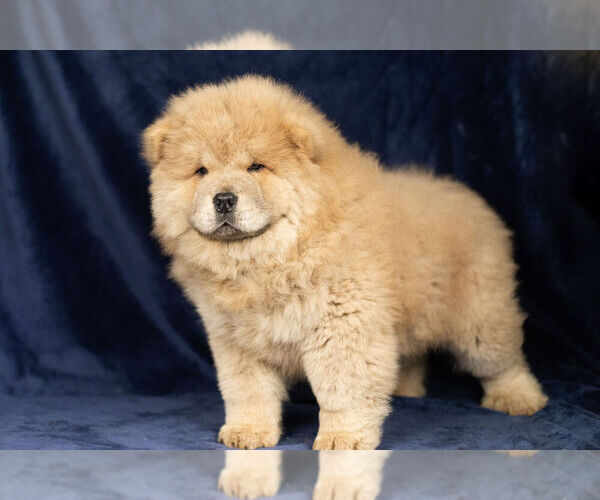 Full screen Photo #6 Chow Chow Puppy For Sale in NAPPANEE, IN, USA
