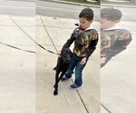 Small Photo #3 Great Dane-Labrador Retriever Mix Puppy For Sale in Bullard, TX, USA