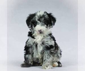 Poodle (Miniature)-Sheepadoodle Mix Puppy for sale in HOLMESVILLE, OH, USA